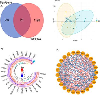 Revealing the novel ferroptosis-related therapeutic targets for diabetic foot ulcer based on the machine learning